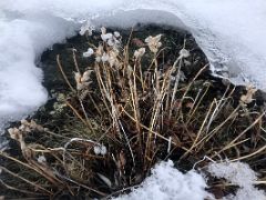 05B Small Flowers Grow Out Of The Ice Cover On Bylot Island On Day 3 Of Floe Edge Adventure Nunavut Canada